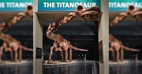Y­a­ş­a­m­ı­ş­ ­E­n­ ­B­ü­y­ü­k­ ­K­a­r­a­ ­H­a­y­v­a­n­ı­ ­­T­i­t­a­n­o­s­a­u­r­­u­n­ ­İ­s­k­e­l­e­t­i­ ­i­l­e­ ­T­a­n­ı­ş­ı­n­!­